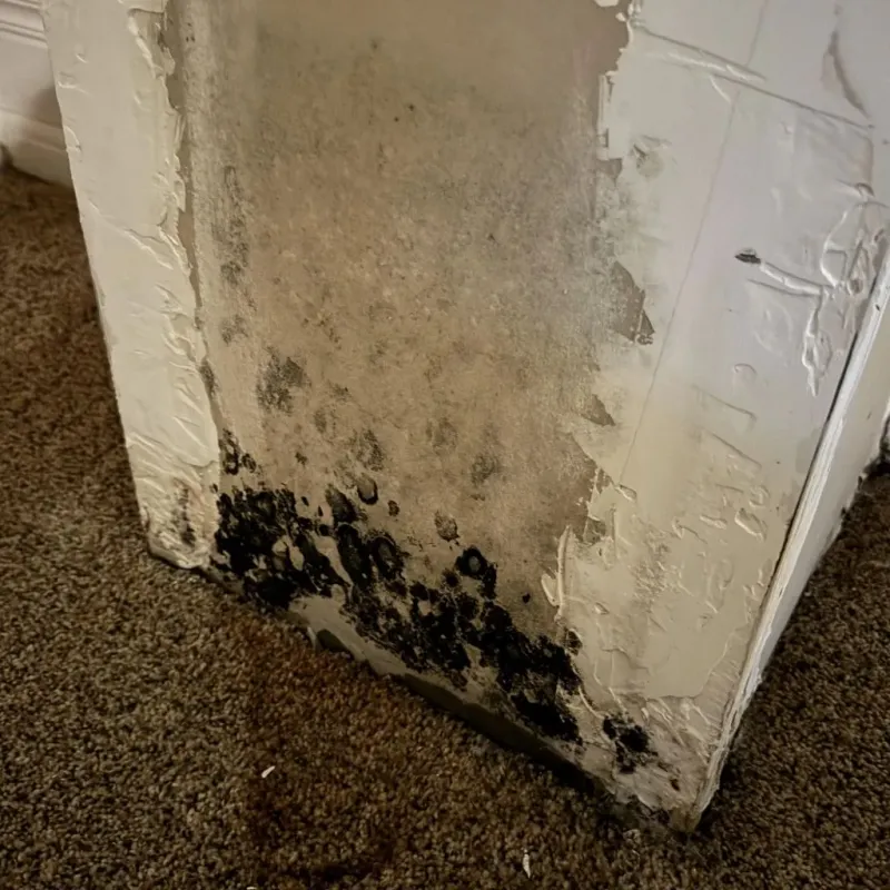 Professional Mold Removal in Carterville, MO